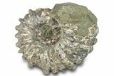 Bumpy Ammonite (Douvilleiceras) Fossil - Madagascar #277187-1